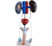 Modelo del Sistema urinario Humano - Anatomía uréter de la vejiga del riñón genitourinario anatómico - Modelo anatómico de órganos Humanos - para la Ayuda de capacitación educativa
