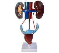 Modelo Del Sistema Urinario, Modelo De Anatomía Genitourinaria Masculino-Femenina 1:1, Tamaño Real, Con Piezas Desmontables. Estructura Realista Sobre Un Soporte Resistente Para La Enseñanza Médica