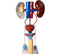 Modelo Del Sistema Urinario, Modelo De Anatomía Genitourinaria Masculino-Femenina 1:1, Tamaño Real, Con Piezas Desmontables. Estructura Realista Sobre Un Soporte Resistente Para La Enseñanza Médica