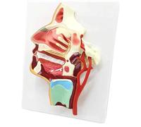 Modelo del sistema vascular y nervioso, modelo de anatomía neurovascular oral, nasal faríngea, estudio detallado los nervios craneales médicos en PVC