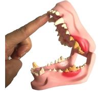 Modelo Dental Canino Réplica De La Anatomía del Cuerpo Animal De La Mandíbula Canina con Patologías Comunes Modelo Dental Canino For Consultorio Veterinario Herramienta