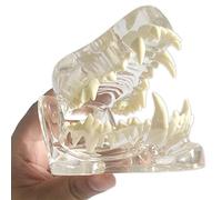 Modelo dental canino transparente, patología médica transparente, dientes de perro, mandíbula, modelo de dientes orales, patología canina anatómica para veterinaria, herramienta educativa.
