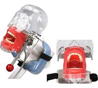 Modelo Dental de Acero Inoxidable, Modelo de Cabeza Fantasma Dental de Resina, simulador Dental Phantom Head entrenando/Modelo de Dientes, educación Dental Maniquí para Entrenar