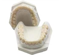 Modelo dental de resina con base de yeso, modelo de práctica de preparación de 28 dientes, modelo dental de resina para enseñanza de estudio
