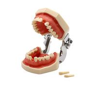 Modelo Dental De Tipodonto De Dientes Estándar con 28 Dientes Y Goma Blanda para La Demostración De La Práctica Docente