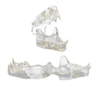 Modelo Dental Felino Claro - de Dientes Gato Anatomía Modelos Animales, para Oficina Veterinaria Herramienta Educativa Anatómica