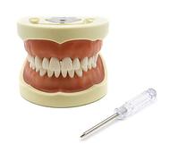 Modelo dental Typodont, modelo dental, modelo de dientes de encía, modelo de enseñanza con dientes extraíbles 28/32 modelo/juego