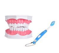 Modelo dental visible de encías para práctica de cepillado y uso de hilo dental. Herramienta de enseñanza y estudio de los dientes. Demostración