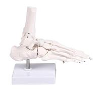 Modelo detallado de anatomía ósea del pie humano PVC de calidad para educación médica Entrenamiento clínico y comunicación con paciente Modelo de anatomía del pie humano
