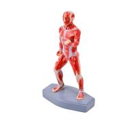 Modelo detallado de músculos de anatomía del cuerpo humano de PVC Diseño educativo liviano para educación y estudio médicos efectivos Modelo de músculos de cuerpo completo