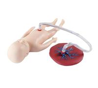 Modelo didáctico de demostración de parto, placenta desmontable, cordón umbilical, modelo de parto femenino para enseñanza de ginecología, tamaño natural.