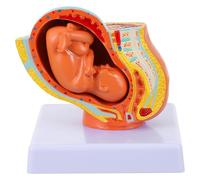 Modelo Didáctico de Útero y Feto Femenino de PVC para Enseñanza | Embrión Uterino de Nueve Meses, para Escuelas Médicas y Educación al Paciente, Reutilizable