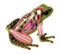 Modelo Didáctico Modelo Anatómico Animal 4D De Rana, Modelo De Enseñanza Médica De Biología Animal Ensamblado, 31 Piezas Anatómica Didáctica