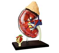 Modelo didáctico, Modelo anatómico de órganos del cuerpo humano a tamaño real 1:1 - enseñanza médica desmontable Juguete for armar rompecabezas