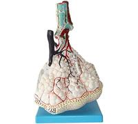 Modelo didáctico, Modelo anatómico del pulmón Humano, Modelo de ensanchamiento alveolar, Modelo del Sistema respiratorio, anatomía, enseñanza 0827, anatomía, biología, Exquisito