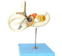Modelo Didáctico, Modelo De Laberinto del Oído Humano, Modelo De Laberinto 18X, Modelo De Agrandamiento Vestibular del Oído Interno, Modelo De Estructura Anatómica De Los Nervios del Oído, Material D