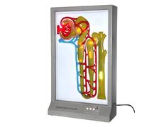 Modelo dinámico de formación de orina humana, equipo de enseñanza de experimentos biológicos para exhibición de laboratorio