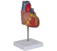 Modelo Educativo 1: 1 Modelo de anatomía del corazón Humano Modelo de Estudio de educación anatómica con Etiquetas numéricas Herramienta de enseñanza de Ayuda de enseñanza Experimental
