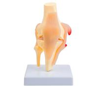 Modelo educativo anatómico de estructura de articulación de rodilla con estructura detallada de músculos y ligamentos para estudio de anatomía, herramienta de enseñanza clínica