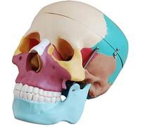 Modelo Educativo Calavera Humana anatomía cráneo Modelo 3 Piezas con Tapa de cráneo extraíble y mandíbula articulada Conjunto Completo de Dientes de 19x15x21cm Modelo
