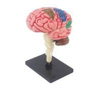 Modelo educativo de anatomía de cerebros humanos, modelo de anatomía de cerebros humanos con órganos desmontables, parte del cuerpo para niños y adolescentes de 7 a 14 años, visualización de estudio