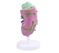 Modelo educativo de anatomía de la estructura de los ganglios linfáticos de PVC, modelo de estructura linfática anatómica codificada por colores para educación clínica