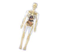 Modelo educativo de anatomía del cuerpo humano, esqueleto humano anatómico transparente con órganos desmontables, herramienta de enseñanza de biología, exposición