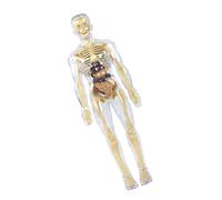 Modelo educativo de anatomía del cuerpo humano, modelo anatómico transparente de esqueleto humano con órganos desmontables, herramienta de enseñanza de biología, suministros educativos