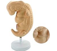 Modelo Educativo de anatomía fetal y Embarazo Modelo de Tejido embrionario for investigación en anatomía médica Durante Cuatro semanas. Contribuye a la educación y la formación.