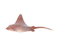 Modelo Educativo de Animal Marino para Niños, Figura de Plástico Realista para Aprender a Jugar, 19,2 X 14,6 X 4 Cm, Seguro y Ecológico, 1 Pieza (PL127-1525)
