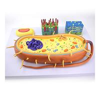 Modelo educativo de células bacterianas de sección transversal de aumento 2000X con estructura de ADN cromosómico para aprendizaje de microbiología