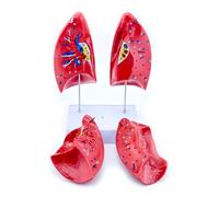 Modelo educativo extraíble de anatomía pulmonar normal, modelo anatómico humano con piezas desmontables para ajuste clínico, herramienta de enseñanza