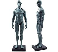 Modelo Educativo, Modelo anatómico de cráneo, Cabeza y Cuerpo, Figura Muscular, anatomía, Estatua Muscular Masculina de Resina Gris, para Artista médico, Dibujo, Estudio, laborator
