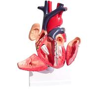 Modelo Educativo Modelo anatómico Modelo órgano Humano Modelo anatómico Modelo de corazón Humano anatomía visceral Modelo Sistema circulatorio Modelo médico médico