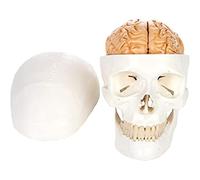 Modelo Educativo, Modelo médico cráneo y Cerebro Humano, anatomía cráneo y el Cerebro, Modelo cráneo Humano 3 Partes con Esqueleto Cerebral extraíble 8 Partes.