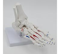 Modelo esquelético a tamaño Real del pie y Tobillo Derecho Humano, con sitios de Origen e inserción Muscular etiquetados para la enseñanza de anatomía