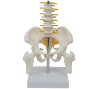 Modelo esquelético de la pelvis humana con 5 vértebras lumbares, modelo pélvico anatómico del hueso del PVC para el estudio de la anatomía y la comunicación médico-paciente de enseñanza médicos