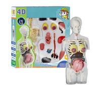 Modelo esquelético del embarazo, juguetes, educativos - modelos de anatomía, cuerpo humano, herramientas de enseñanza, herramientas, estudiantes, escuela, hogar, preescolar, experimentos de biología