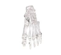 Modelo Esqueleto Del Pie Humano Claro Anatomía Anatomía Izquierda Modelo Pie Y Tobillo Para Enseñanza Investigación Y Uso Educativo Skeleton Human Foot Skelet