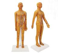 Modelo Femenino de Acupuntura de 20,9 Pulgadas, Modelo de Acupuntura de Cuerpo Humano Chino Transparente de Alta Definición para Enseñanza