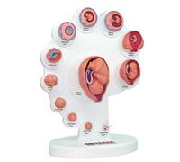 Modelo fetal 4D - Modelo de crecimiento de órganos fetales Modelo fetal El feto Modelo de desarrollo embrionario uterino Modelo de anatomía humana Modelo del proceso de crecimiento de órganos fetales