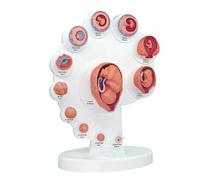 Modelo Fetal 4D - Modelo de Crecimiento de Órganos Fetales Modelos de Anatomía Humana Modelos Científicos, El Modelo de Desarrollo del Embrión Uterino Feto Modelo de Anatomía Humana