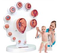 Modelo fetal humano de la anatomía del desarrollo 4D del embrión del utero, modelo anatómico del crecimiento fetal desmontable del órgano, para la enseñanza del estudiante de medicina y la educación