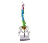 Modelo flexible de la columna vertebral humana, modelo detallado de la columna vertebral humana de los 45CM con la anatomía codificada por colores para la medicina, exposiciones, enseñanza (45cm)