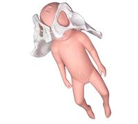 Modelo flexible de pelvis para parto, modelo de pelvis de demostración de parto, con fontanela, sínfisis de bebé y pelvis-púbico, articulaciones sacroilíacas móviles (mujer)