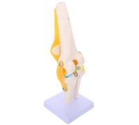 Modelo funcional de anatomía de la articulación de la rodilla humana, modelo de anatomía de la articulación humana móvil de tamaño natural, for demostración de educación médica