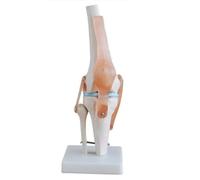 Modelo funcional de articulación de la rodilla, anatomía humana, adecuado for la enseñanza médica