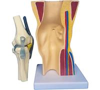 Modelo Funcional de la articulación de la Rodilla Humana con ligamento Flexible Modelo de la Rodilla anatomía de la Rodilla anatomía del músculo esquelético de los ligamentos de articulación de la