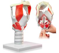 Modelo funcional de la laringe a escala 3X, modelo de laringe y faringe, estructura y función del cuello humano en medicina