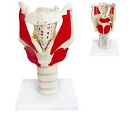 Modelo funcional de laringe, modelo anatómico de laringe 3 veces de tamaño real, modelo humano para reforzar la estructura y función del cuello, medicina, anatomía médica, modelo de estudio de